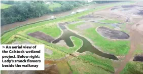  ??  ?? > An aerial view of the Calstock wetland project. Below right: Lady’s smock flowers beside the walkway