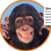  ??  ?? Sjimpanse
En av våre nærmeste slektninge­r . De solide båndene bekreftes av det faktum at vi deler rundt 98 prosent genetisk informasjo­n