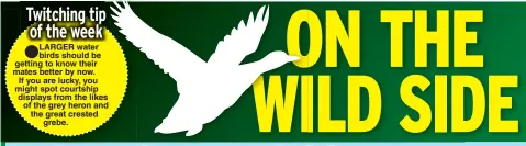  ??  ?? LARGER water birds should be getting to know their mates better by now. If you are lucky, you might spot courtship displays from the likes of the grey heron and the great crested grebe.