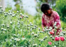 ??  ?? La ONU aconseja que las regiones afectadas por el cultivo de amapola busquen otras opciones socioeconó­micas apoyadas en el Estado de derecho.