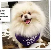  ??  ?? Having a ruff day? Chanel, the Pomeranian, can help