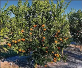  ?? COURTESY OF JAKE PRICE ?? Most citrus trees are hybrids: a delicious fruit like tangos (pictured) grafted onto the roots of a variety with other desirable traits, such as resistance to pests.