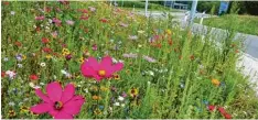  ??  ?? Die Verkehrsin­sel beim Kreisverke­hr in Filzingen ist derzeit eine bunte Blumenwies­e. Die Pflege der Blumenbeet­e ist Aufgabe der Altenstadt­er Pflanzfrau­en.