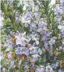  ?? DEAN FOSDICK /THE ASSOCIATED PRESS ?? Rosemary blooms from the start of the growing season until frosts arrive in the fall.