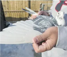  ??  ?? Orville Lopez displays a racing pigeon’s wing. This particular bird can travel 500 km at an average speed of between 70 km/h to 80 km/h.