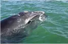  ?? ROBERT HOLZINGER ?? This right whale was spotted in the Gulf of Mexico.