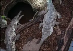  ??  ?? Hele 24 krokodille­arter er repræsente­ret i René Hedegaards Krokodille Zoo.