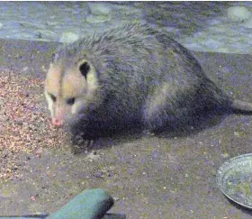  ?? SUBMITTED ?? Opossum nibbles at the meal