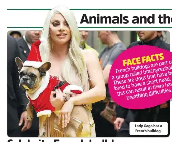  ??  ?? Lady Gaga has a French bulldog.