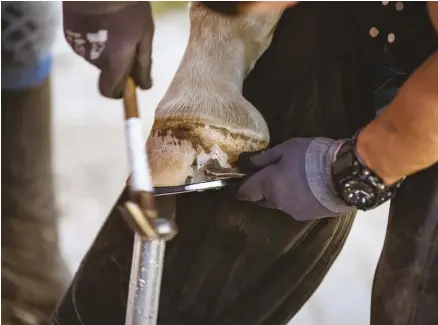  ??  ?? A regular hoof care schedule with proper trimming and balancing will keep many types of cracks from forming.