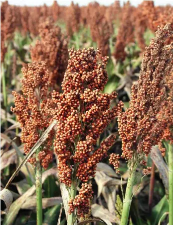  ?? PHOTO: FILE ?? SUMMER CROPS: Paul McIntosh said before planting summer crops such as sorghum, paddocks must be checked for herbicide left in the soil.