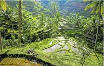  ??  ?? UPLAND TREK: The rice plantation­s in the hills at Ubud in Bali