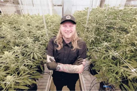  ?? PAUL SANCYA/AP PHOTOS ?? Jonny Griffis, chief operating officer of True North Collective, in Jackson, Michigan. Griffis has invested millions of dollars in his legal marijuana farm.
