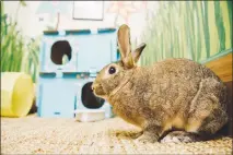  ??  ?? Daffodil occupies the space that Caroline Biggs set up for her two rabbits in New York. Biggs turned a 4-by-9-foot walk-in closet outside her bedroom into a bunny room, filled with with hiding spots, toys, litter boxes, a bi-level bunny condo and a...