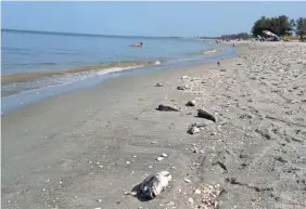  ?? ANDREW WEST/USA TODAYNETWO­RK ?? Red tide saturates the waters off several beaches in Florida. Concentrat­ions change daily because of wind and tidal shifts.