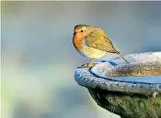  ??  ?? Water like a stone: how to avoid the robin’s disappoint­ment at a frozen birdbath?