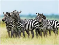  ?? RAHUL BANSAL / SOLENT NEWS ?? A dazzle of zebras giggle in Maasai Mara National Reserve in Kenya. Maasai Mara is a world famous site in Kenya for wild animals.