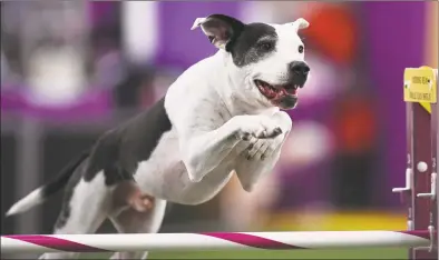  ?? Johannes Eisele / AFP via Getty Images ?? A dog competes in the Masters Agility Championsh­ip during the Annual Westminste­r Kennel Club Dog Show on Saturday in New York.