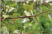  ?? WALTER REEVES ?? The flowers may be attractive but if flowering pear produces seeds, the results can be devastatin­g.