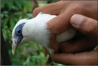  ?? ?? A volunteer holds a Bali mynah April 19 before releasing it into the wild.