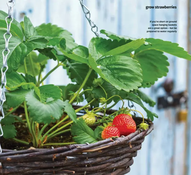  ?? ?? If you’re short on ground space hanging baskets are a great option – but be prepared to water regularly