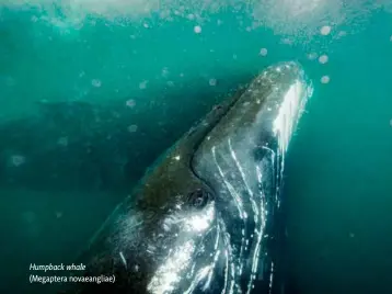  ??  ?? Humpback whale (Megaptera novaeangli­ae)