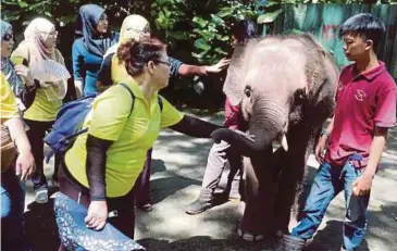  ??  ?? KELETAH gajah Pigmy Borneo, Joe menarik perhatian pengunjung di Taman Hidupan Liar Zoo Lok Kawi.