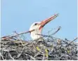  ?? FOTO: BUND/BRUNO SING ?? Im Nest auf dem Strommast in der Zollenreut­er Straße wurden Fütterunge­n beobachtet.