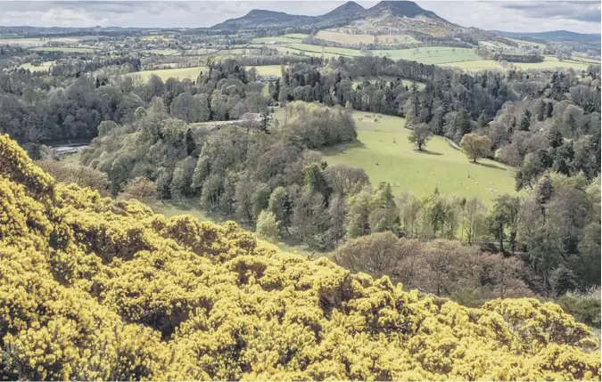  ??  ?? 0 Curtis Welsh of Melrose writes: ‘One of my bike rides this week took me by way of Scott’s View, Melrose, which overlooks the River Tweed and the Eildon Hills beyond, with the near landscape filled with the vibrant colour of broom. Beat that for a lockdown view!’