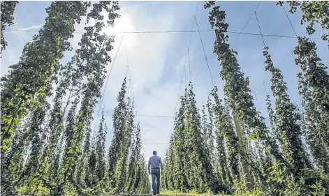  ?? ARLEN REDEKOP/PNG ?? Growing hops has becoming challengin­g for many B.C. farmers. Pictured is a farm in Abbotsford.