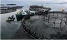  ?? Photograph: Robert F Bukaty/AP ?? Salmon farm workers position their boats, in New Brunswick, Canada.