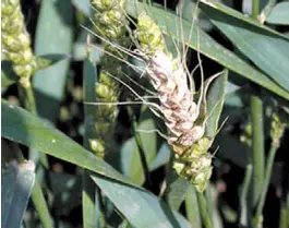  ??  ?? “Golpe Blanco”. Así se llama al daño que provoca el fusarium en el trigo.