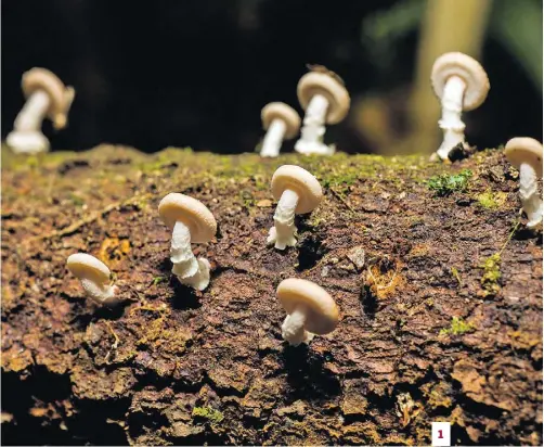 Pequenos cogumelos Lentinus sp. 