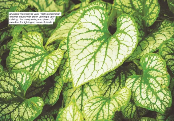  ??  ?? Brunnera macrophyll­a ‘Jack Frost’s combinatio­n of silver leaves with green veining is very striking. Like many variegated plants, it’s excellent for lighting up areas of shade