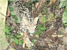  ??  ?? A Sunda clouded leopard in the wild in Sabah.