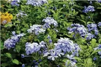  ?? Staff file ?? Prune your plumbago plants to 6 inches above the ground and wait to see if new growth emerges from the base of the plant.