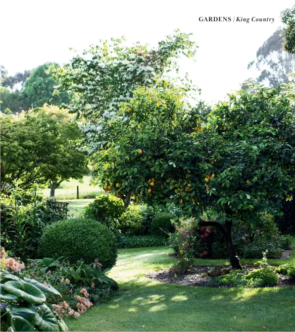  ??  ?? LEFT, FROM TOP Evan and Liz Cowan. This loquat tree at the edge of a grassy path is a special cultivar supplied by Waikato plantsman Peter Cave, with an exceptiona­lly large fruit-to-seed ratio. Succulents trail from a ceramic pot alongside a potted variegated agapanthus. ABOVE This mid-level area of the garden has lemon trees, maples, shaped buxus and large-leafed tractor seat (Ligularia reniformis) in the left foreground.