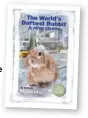  ??  ?? Out now! Our first ever Fun Tales Collection! The World’sDaftest Rabbit&Other Stories is available exclusivel­y from WWW.DCTHOMSONS­HOP. CO.UK for just £7.99.