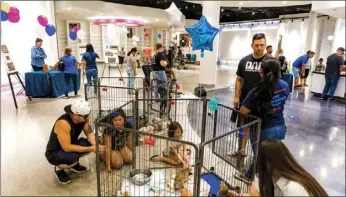  ?? VINCENT OSUNA PHOTO ?? A variety of cats, dogs, kittens and puppies were available for adoption during Humane Society of Imperial County’s Adoption Extravagan­za event on Saturday at the Imperial Valley Mall in El Centro.