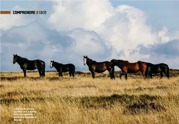  ??  ?? À l'instar du mustang aux États-Unis, le brumby ne fait pas l'unanimité auprès de la population en Australie.