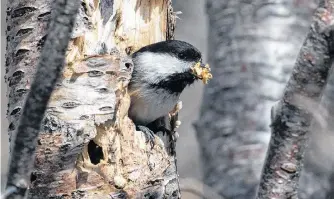  ?? BRUCE MACTAVISH PHOTO ?? This black-capped chickadee was caught in the act of excavating a nest hole. Thousands of other birds will be building nests during the month of May.