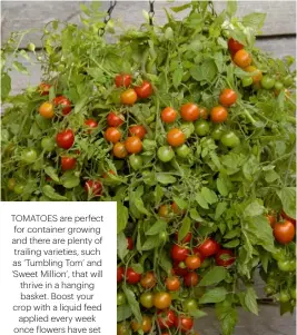  ??  ?? TOMATOES ARE PERFECT FOR CONTAINER GROWING AND THERE ARE PLENTY OF TRAILING VARIETIES, SUCH AS ‘TUMBLING TOM’ AND ‘SWEET MILLION’, THAT WILL THRIVE IN A HANGING BASKET. BOOST YOUR CROP WITH A LIQUID FEED APPLIED EVERY WEEK ONCE FLOWERS HAVE SET
