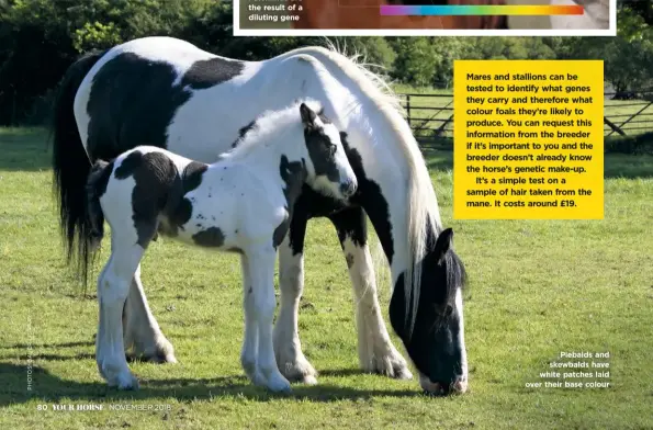  ??  ?? NOVEMBER 2018 Mares and stallions can be tested to identify what genes they carry and therefore what colour foals they’re likely to produce. You can request this informatio­n from the breeder if it’s important to you and the breeder doesn’t already know the horse’s genetic make-up. It’s a simple test on a sample of hair taken from the mane. It costs around £19. Piebalds and skewbalds have white patches laid over their base colour