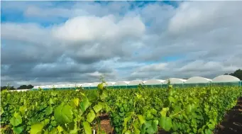  ??  ?? En cinq ans, le Muscadet a changé de physionomi­e : les serres ont raison du melon de Bourgogne.