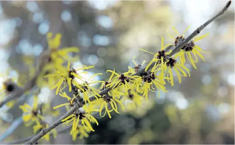  ?? PHOTOS BY THERESA FORTE/SPECIAL TO POSTMEDIA NETWORK ?? Chinese witch hazel (Hamamelis mollis) is the first of witch hazels to bloom.