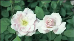  ?? PICTURE: LUKAS OTTO ?? Floribunda­s provide colour throughout summer.