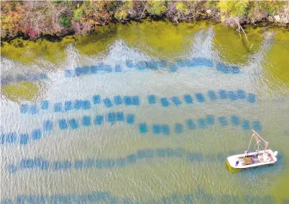  ?? JERRYJACKS­ON PHOTOS/BALTIMORE SUN ?? Hollywood Oyster Company cages can be seen in the shallows on the edge of the Patuxent River near the Hollywood Oyster Company dock.