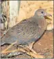  ??  ?? EXTREMELY RARE: The Socorro dove chick.