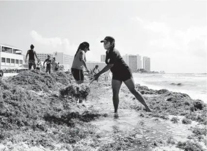  ?? FOTO: AGENCIA REFORMA ?? > Labores de limpieza del sargazo en playas de Quintana Roo.