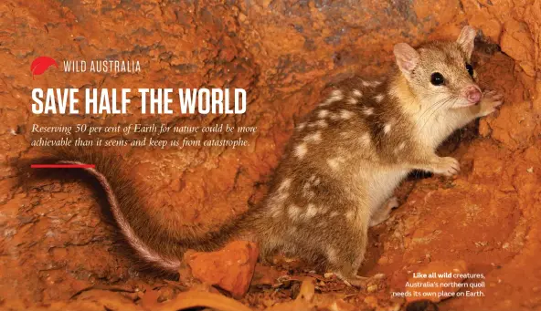  ??  ?? Like all wild creatures, Australia’s northern quoll needs its own place on Earth.